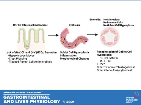 Goblet Cell Hyperplasia Is Not Epithelial Autonomous In The Cftr