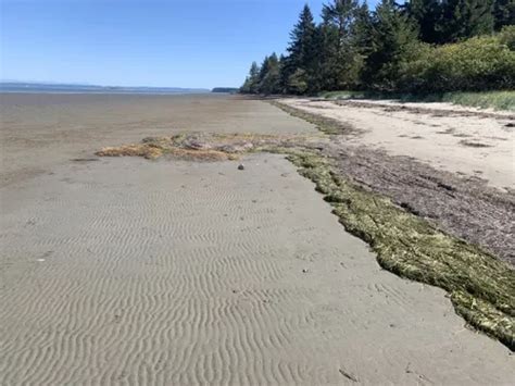 Best Hikes And Trails In Bottle Beach State Park Alltrails