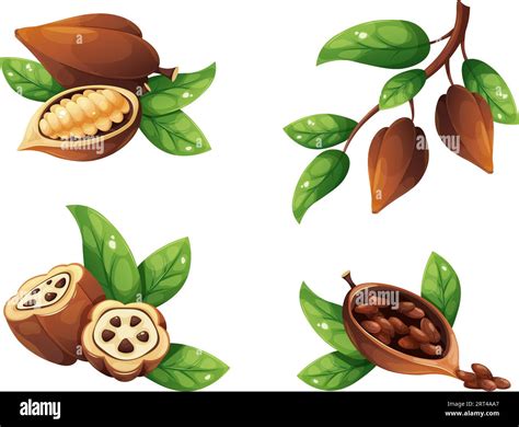 Cartoon Cocoa Beans Ripe Cacao Pod With Seed Plant Tree Leaves