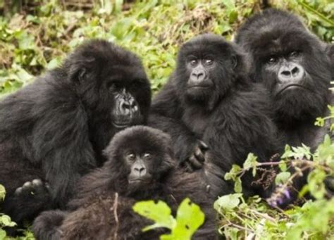 Rwanda Safari Day Gorillas Golden Monkeys Trek Kawira Safaris