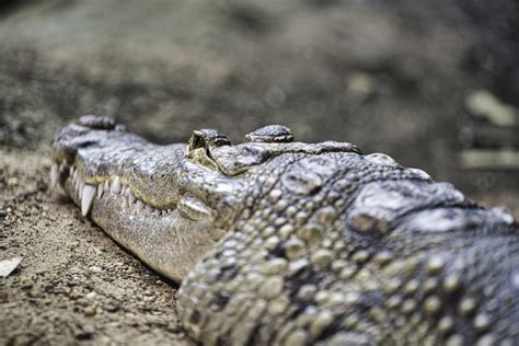 Crocodile Skin Pictures | Download Free Images on Unsplash