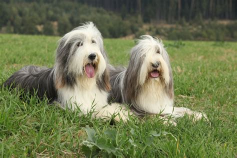 Bearded Collie Carattere Cura Allevamento E Alimentazione