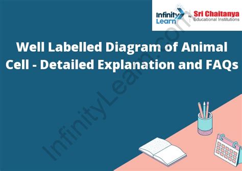 Well Labelled Diagram of Animal Cell - Detailed Explanation and FAQs ...