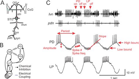 Stomatogastric Nervous System STNS And Pyloric Network Activity