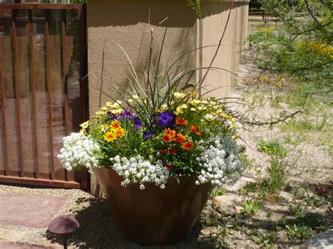 Container Gardening 101 For New Desert Gardeners The Potted Desert