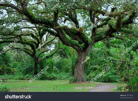 oak tree forest