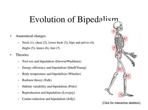 Bipedalism Evolution