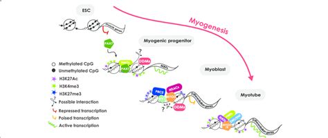 Model For The Epigenetic Control Of Muscle Specific Gene Expression