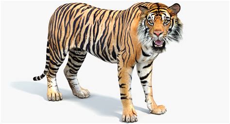 Tiger 3D View Animation / Running tiger green screen 3d. - canvas-plex