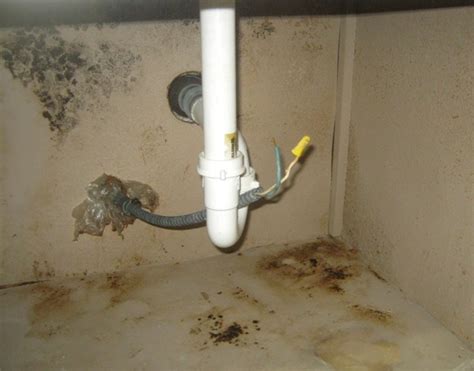 Black Mold Exposure Health Risks Removal Protocol