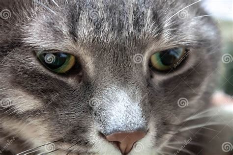 Cat Face Typically From The Mediterranean Area Classic Gray Brindle