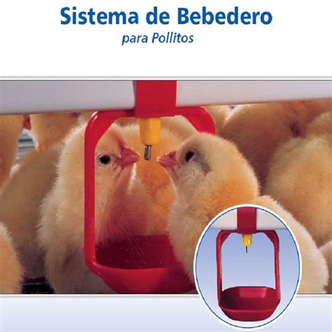 Actualizar Imagen Como Hacer Bebederos Para Pollos De Engorde