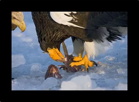 Glass Frame Of Stellers Sea Eagle Haliaeetus Pelagicus