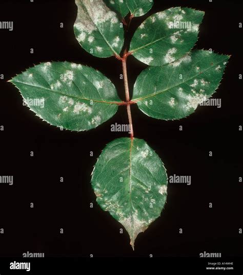 Powdery Mildew Podosphaera Pannosa On Rose Leaves Stock Photo Alamy