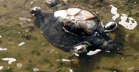 G Tartaruga Achada Morta Em Esgoto Acumulado Na Praia De Amaralina