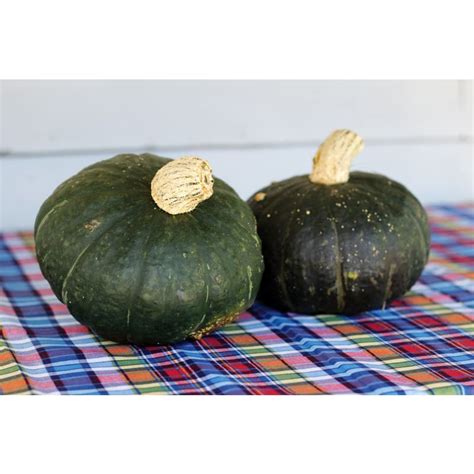 Sweet Mama Winter Squash F1 Hybrid 85 Days Pinetree Garden Seeds