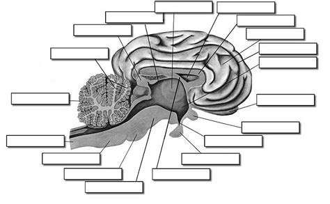 Sheep Brain Dissection Guide Diagram Quizlet