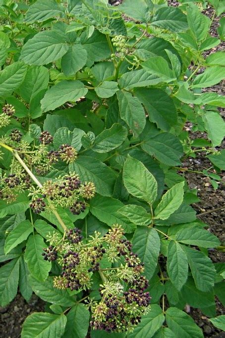 Sarsaparilla Plant : Stories from the Wigwam: Medicinal Monday - Wild ...