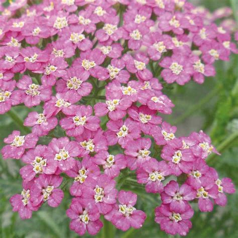 Achillea Millefolium Pretty Belinda Yarrow