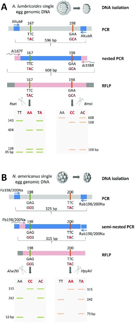 Schematic Representation Of The PCR RFLP Methodology For Single Cell