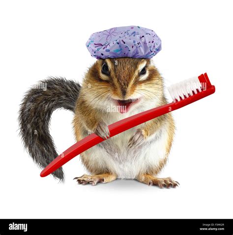 Funny chipmunk with toothbrush and shower cap, on white Stock Photo - Alamy