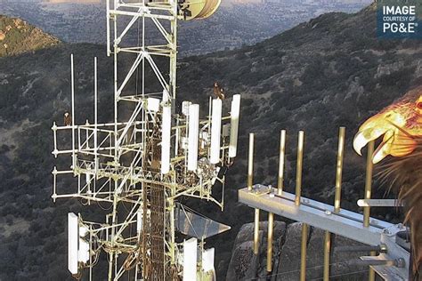 Critically Endangered But Not Shy Camera Spots Bunch Of Condors Just