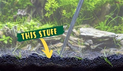 Comprehensive Substrate Guide For Planted Tanks