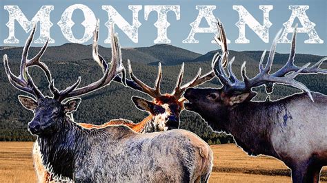 Montana Elk Huge Bulls Everywhere Ep Youtube