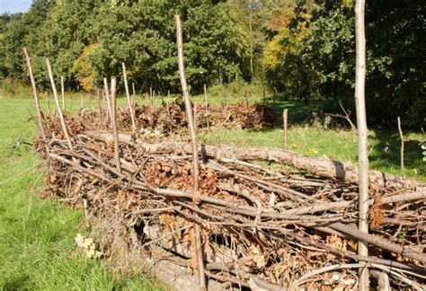 Building a Dead Hedge- Enhance Your Garden with a Unique Winter Project ...