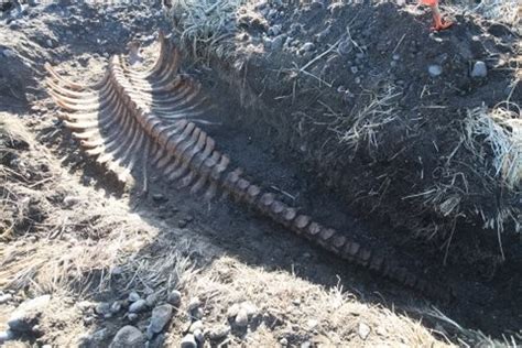 Massive Skeleton of Extinct Sea Cow Found on a Remote Beach in Siberia