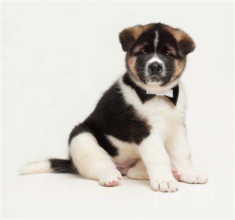 Akita Puppy Pictures and Facts