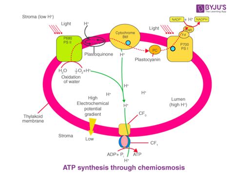 Where is Plastocyanin found? Get the Answer at BYJU'S NEET