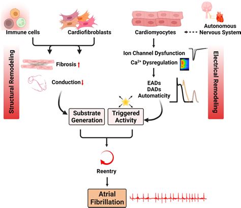 Major Af Mechanisms Present In Mouse Models Of Spontaneous Af Altered