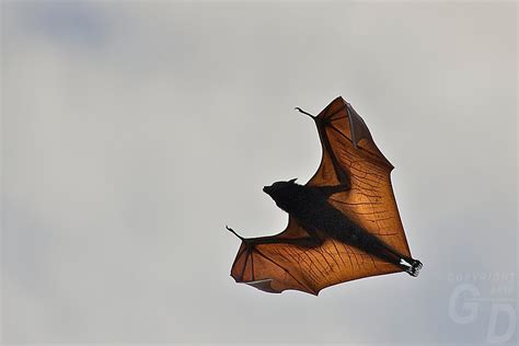 Philippine Flying Fox