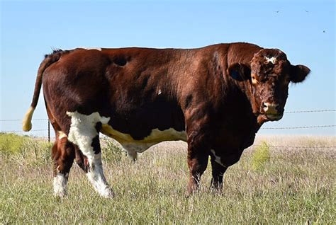 Maine Anjou Cattle