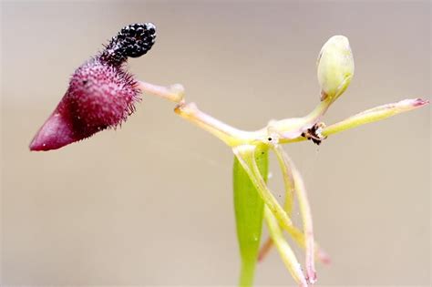 40 Of The Worlds Weirdest Flowers Flowers Across Melbourne Unusual