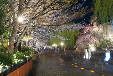 Cherry blossoms in Gion Shimbashi - Inside Kyoto