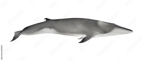 Hand-drawn watercolor fin whale illustration isolated on white ...