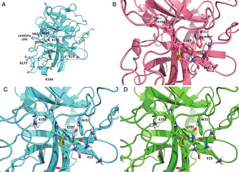 (A) Cartoon representation of the structure of the catalytic domain of... | Download Scientific ...