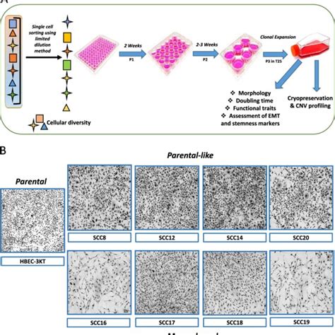 Phenotypic Heterogeneity Of Single Cell Derived Clones Of HBEC 3KT A