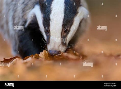 European Badger Meles Meles Looking For Food In Autumn Forest