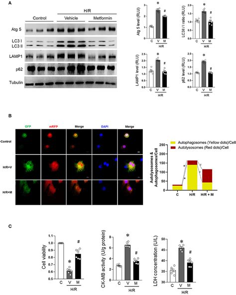 Frontiers Metformin Enhanced Cardiac Activated Protein Kinase