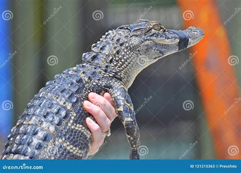 American alligator stock image. Image of scales, pond - 121215363