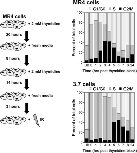 Figure 1 From The Effects Of G2 Phase Enrichment And Checkpoint