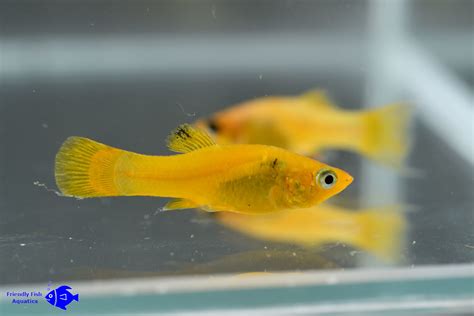 Golden Molly For Sale In Harlow Friendly Fish Aquatics