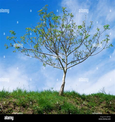 Walnut Tree In Winter High Resolution Stock Photography And Images Alamy