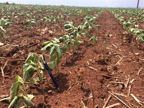 Darcin Polis Aus Ncia De Chuvas Plantas De Soja Est O Morrendo