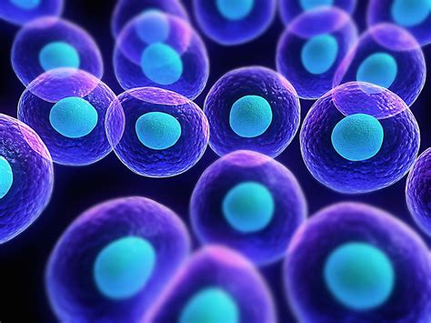 Self-renewing hematopoietic stem cells created for transplantation