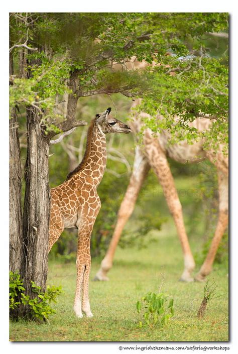 perspective wildlife critiques nature photographers network