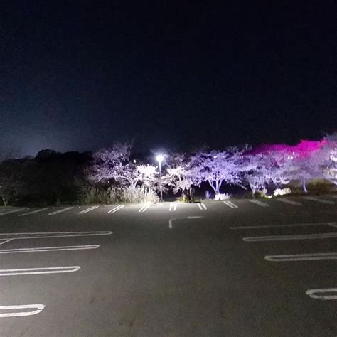 ときわ公園の夜桜ライトアップに行ってみました。 木原大介（キハラダイスケ） ｜ 選挙ドットコム